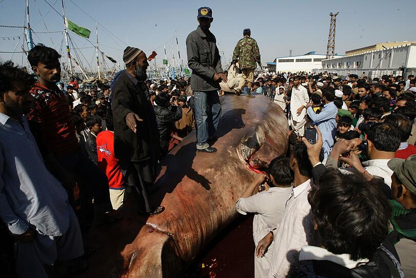 Der sieben Tonnen schwere Walhai, der in Karachi angeschwemmt wurde, ist für gut 14 000 Euro versteigert worden.