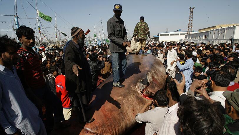 Der sieben Tonnen schwere Walhai, der in Karachi angeschwemmt wurde, ist für gut 14 000 Euro versteigert worden. Der sieben Tonnen schwere Walhai, der in Karachi angeschwemmt wurde, ist für gut 14 000 Euro versteigert worden.