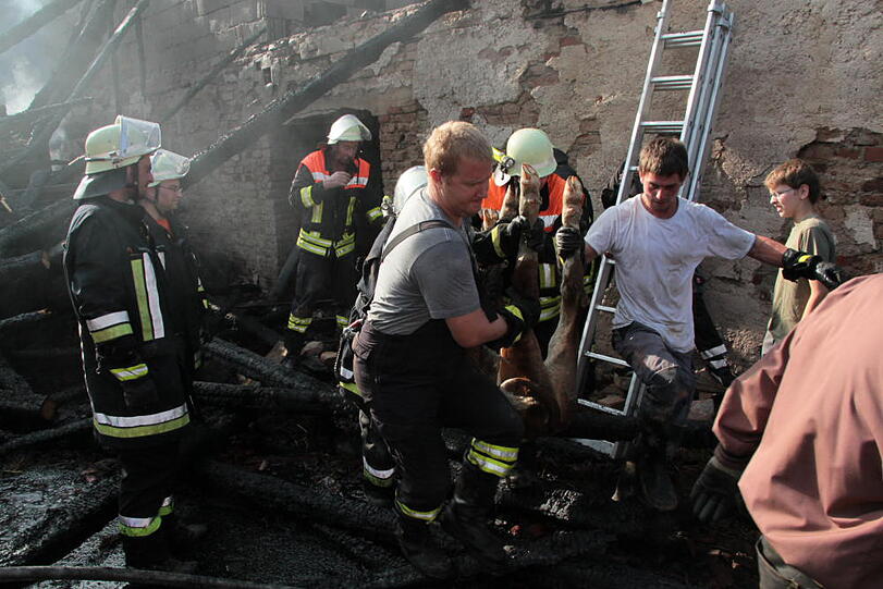 Gerettet! Feuerwehrler tragen das erschöpfte Kalb Florentine aus der Flammenhölle, in der es gefangen war.