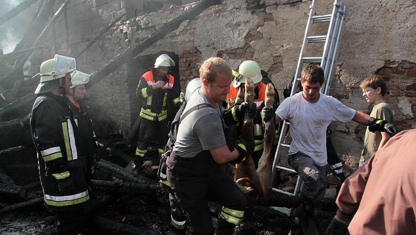 Gerettet! Feuerwehrler tragen das erschöpfte Kalb Florentine aus der Flammenhölle, in der es gefangen war. Gerettet! Feuerwehrler tragen das erschöpfte Kalb Florentine aus der Flammenhölle, in der es gefangen war.