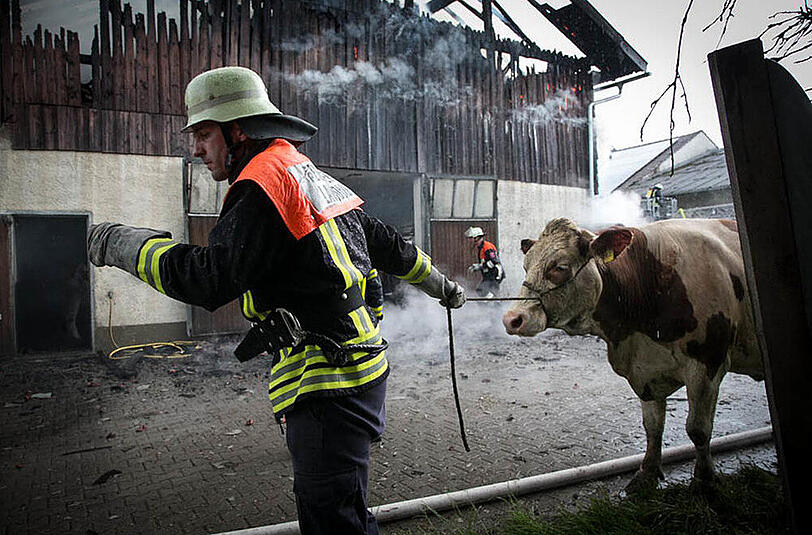 Bilder vom Großeinsatz der Feuerwehr: In Petting stand ein Stall in Vollbrand, etliche Tiere mussten aus dem brennenden Gebäude gerettet werden.