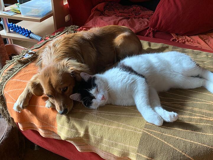 Hündin Roxy und Kater Charly