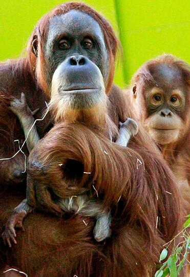 Das Orang-Utan-Baby von Hellabrunn. Die Bilder.