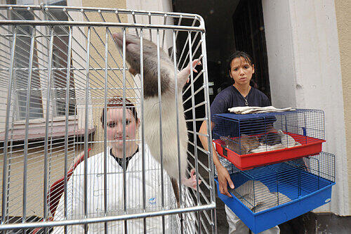 Tierschutz-Mitarbeiter mit gefangenen Ratten: &bdquo;Immer, wenn du meinst, du hast bald alle, laufen dir wieder welche über die Füße.&ldquo;