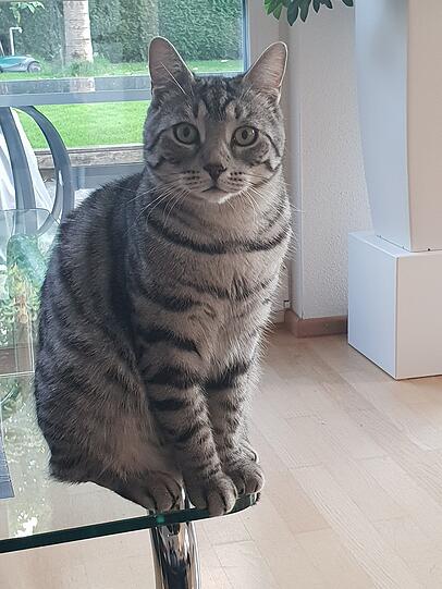 Rocky