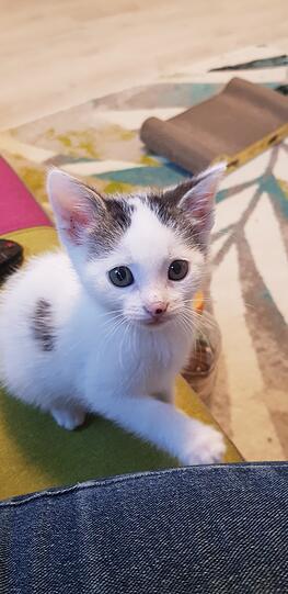 Peanut
