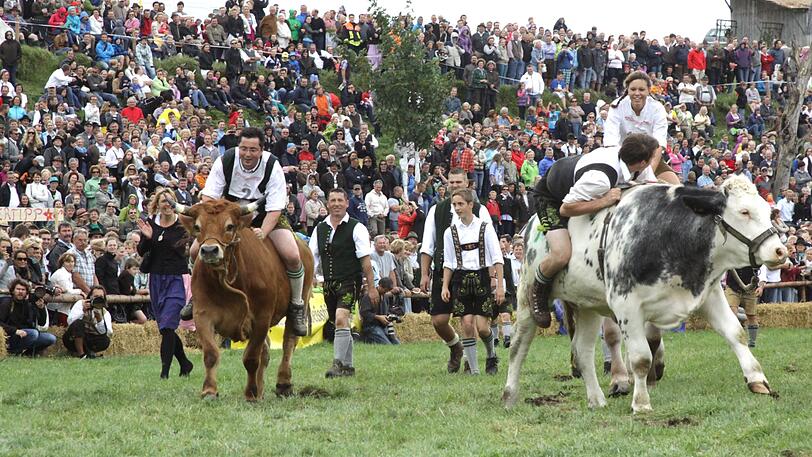 1996 war das Münsinger Ochsenrennen eine beschauliche Gaudi für die Landwirte aus der Gegend. Jetzt sind rund 10.000 Besucher gekommen. Wie Olympia und die Fußball-WM findet auch dieses sportliche Großereignis nur alle vier Jahre statt. Wir waren dabei. Die Bilder von der Gaudi