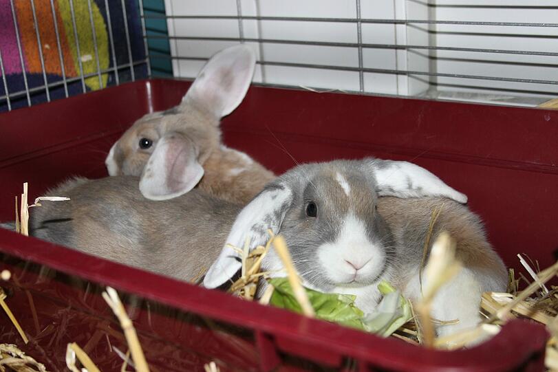 Peter und Paul sind wahre Prachtexemplare.