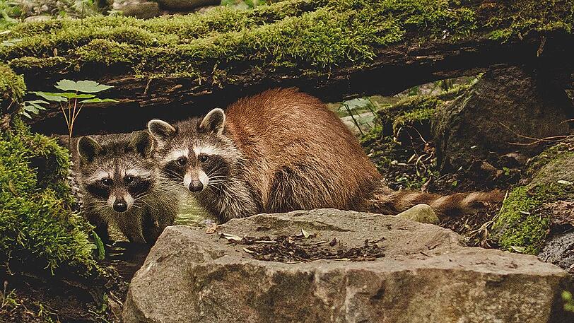 Sehen süß aus, können aber sehr gefährlich sein: Waschbären - hier zwei der neuen Exemplare im Tierpark Hellabrunn.