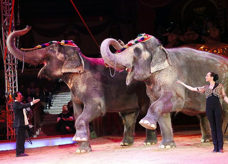 Das neue Winterprogramm des Circus Krone