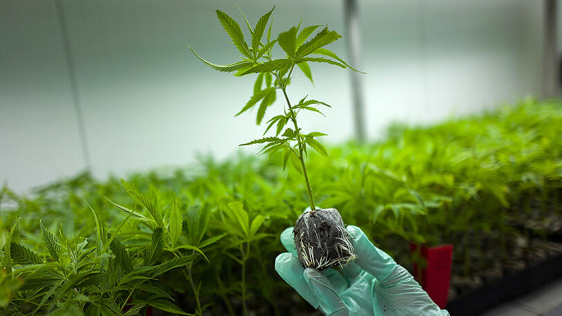 Cannabis wird in Zukunft auf Rezept zu bekommen sein.