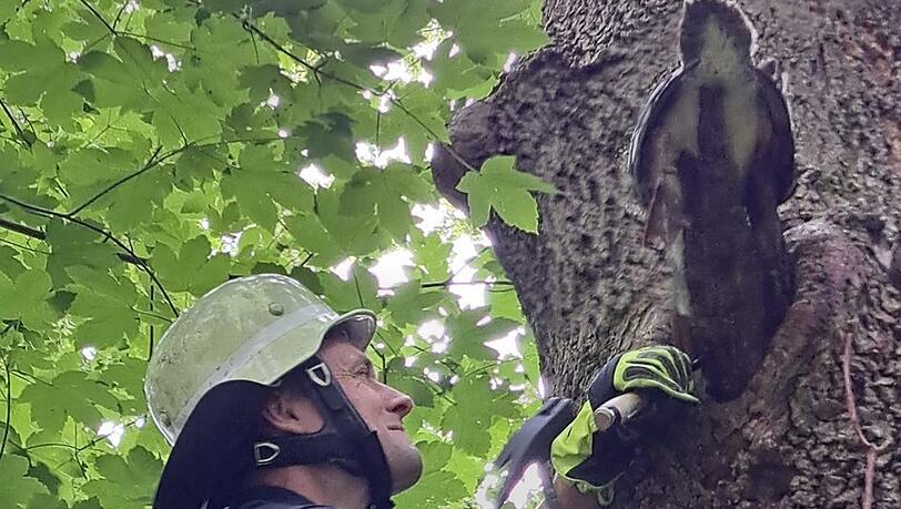 Den Schnabel zu voll genommen. Ein gieriger Gänsesäger musste von der Feuerwehr aus seiner misslichen Lage befreit werden.