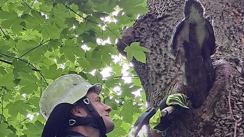 Den Schnabel zu voll genommen. Ein gieriger Gänsesäger musste von der Feuerwehr aus seiner misslichen Lage befreit werden.