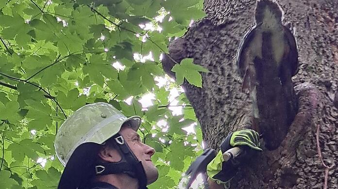 Den Schnabel zu voll genommen. Ein gieriger Gänsesäger musste von der Feuerwehr aus seiner misslichen Lage befreit werden.
