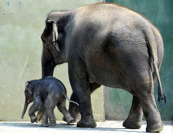 Eine erster Ausflug ins Freie: Das Baby von Elefantenkuh Temi durfte im Teirpark Hellabrunn erstmals das Außengehege erkunden.