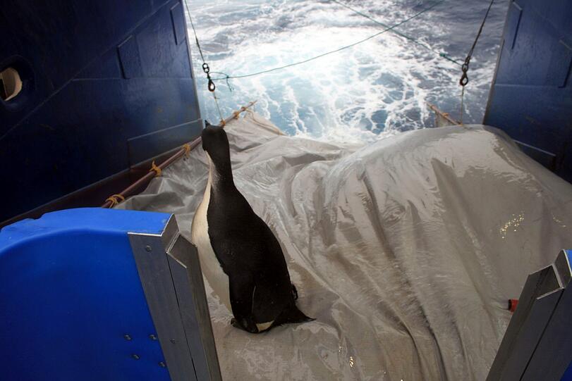 Am Sonntag wurde Pinguin "Happy Feet" von Forschern im Meer ausgesetzt. Nun soll er in seine Heimat, die Antarktis, zurückschwimmen. In der Nähe der Insel Campbell wurde das Tier sanft ins Wasser geschubst - es hatte sich selbst zunächst nicht getraut.
