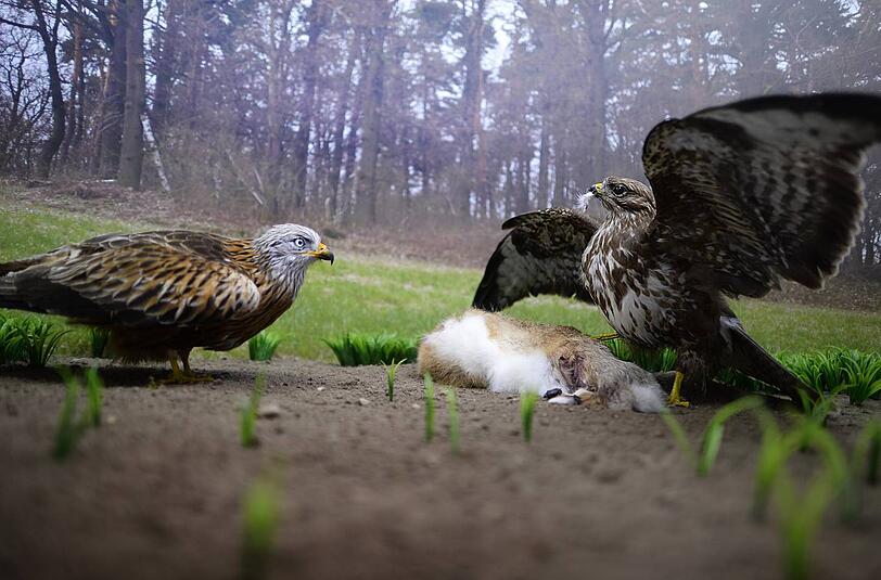 Rotmilan (l.) und Mäusebussard: Drei der Greifvögel starben durch Giftköder.