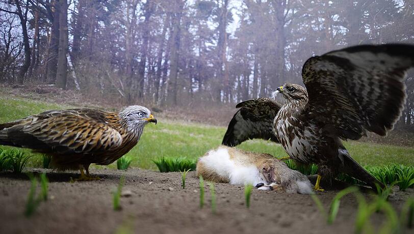 Rotmilan (l.) und Mäusebussard: Drei der Greifvögel starben durch Giftköder. Rotmilan (l.) und Mäusebussard: Drei der Greifvögel starben durch Giftköder.