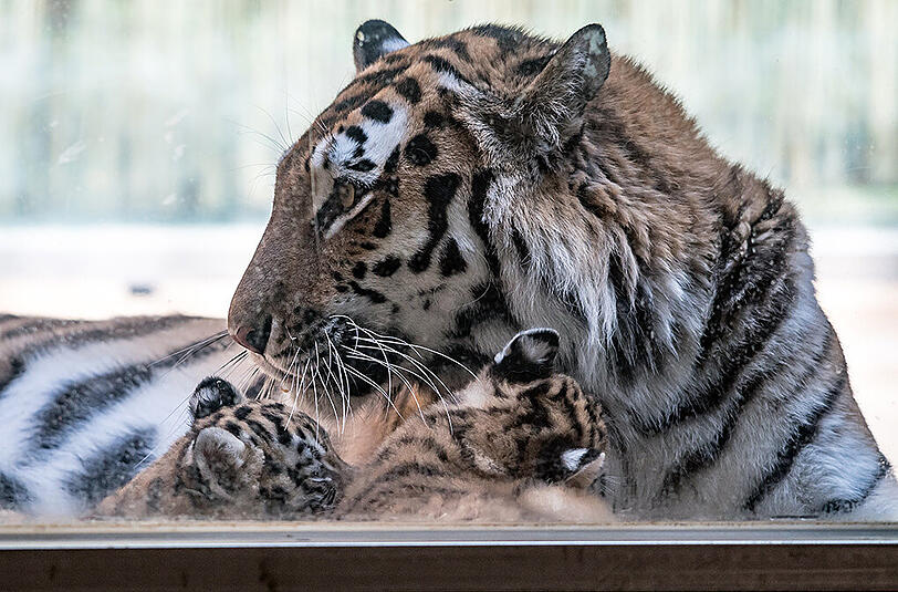 Tierischer Nachwuchs im Straubinger Zoo. Die Bilder.