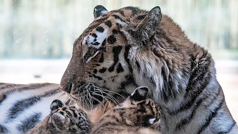 Tierischer Nachwuchs im Straubinger Zoo. Die Bilder. Tierischer Nachwuchs im Straubinger Zoo. Die Bilder.