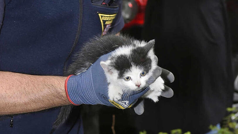 Die kleine Katze kam mit einem gebrochenen Bein ins Tierheim.
