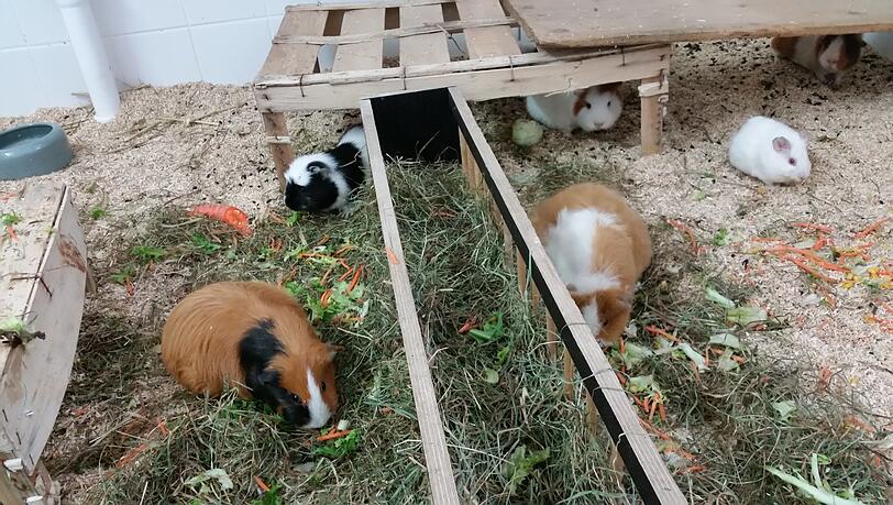 Gerettete Meerschweine. Gerettete Meerschweine.