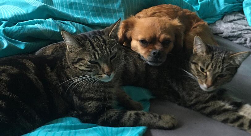 Hauskatze Franzi (links) mit Katzenschwester Juli und Chihuahua-Pekinesen-Mischlingshündin Tashi