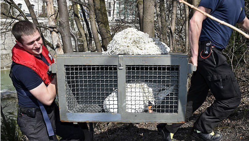 In einer Transportbox wurde der Vogel in die Tierklinik gebracht. In einer Transportbox wurde der Vogel in die Tierklinik gebracht.