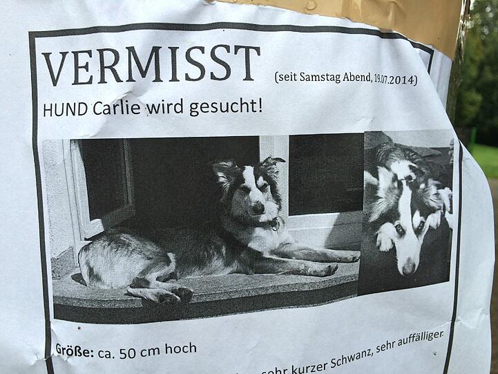 Wer hat den entlaufenen Hund gesehen?