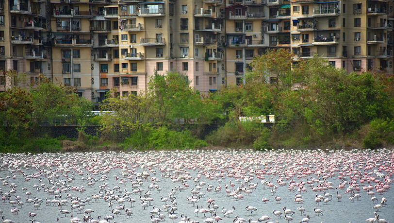 Im Juni 2020 tummeln sich Flamingos an einem Bach mitten in Mumbai vor Wohngebäuden. Im Juni 2020 tummeln sich Flamingos an einem Bach mitten in Mumbai vor Wohngebäuden.