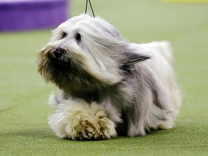 Ist ads noch ein Hund? Der Skye Terrier "Murphy" in New York.