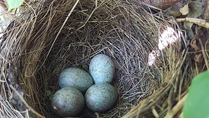 Das Gelege der Amsel. Das Gelege der Amsel.