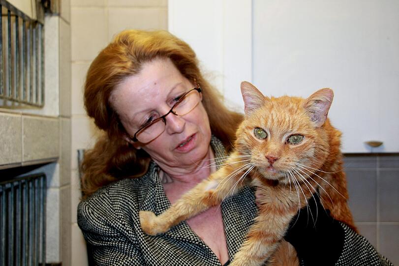Neugieriger Blick: Kater Poldi auf dem Arm von Eveline Kosenbach, die die Vermisstenstelle des Tierheims leitet.