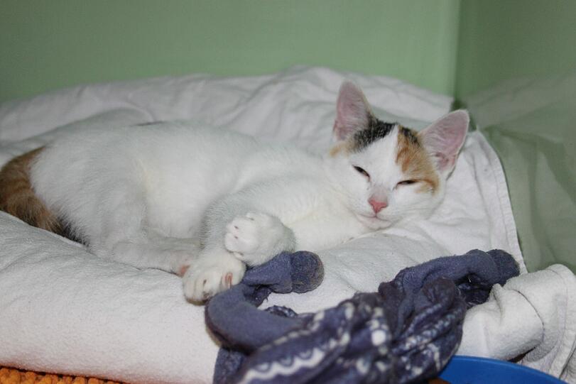 Wer kennt diese süße Katze?