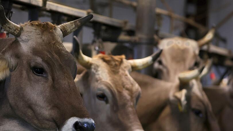Wegen quälerischer Tiermisshandlung steht ein Mann vor dem Amtsgericht Obernburg. (Symbolbild)