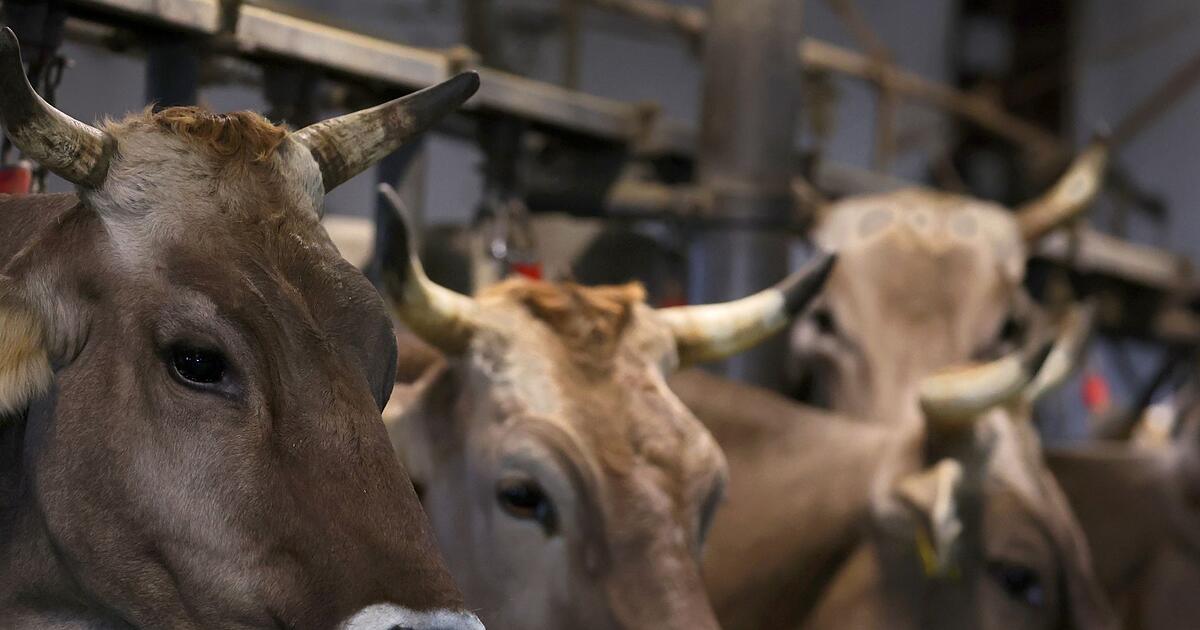 Fr-herer-Schlachthofbetreiber-wegen-Tierqu-lerei-vor-Gericht