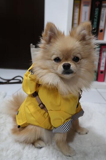 Peanut