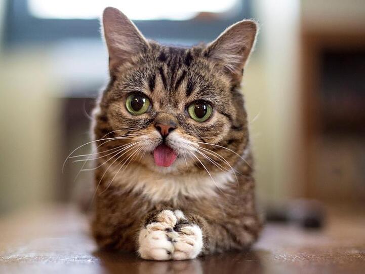 Die Katze Lil Bub. Zwei seltene genetische Veränderungen lassen die von Millionen Internetnutzern bestaunte Katze Lil Bub besonders putzig aussehen.