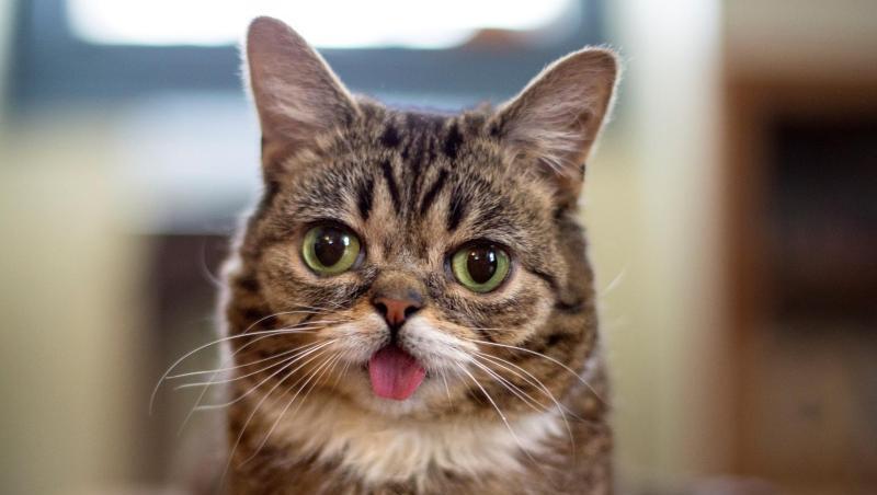 Die Katze Lil Bub. Zwei seltene genetische Veränderungen lassen die von Millionen Internetnutzern bestaunte Katze Lil Bub besonders putzig aussehen. Die Katze Lil Bub. Zwei seltene genetische Veränderungen lassen die von Millionen Internetnutzern bestaunte Katze Lil Bub besonders putzig aussehen.