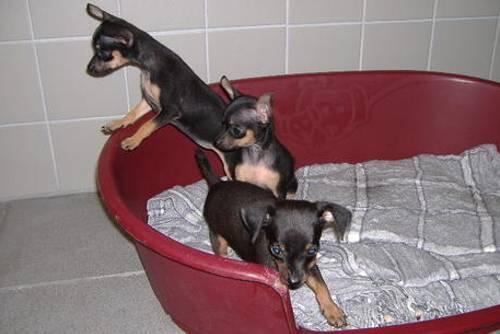 Dieses von der Polizei bereitgestellte Foto zeigt die Hunde-Babys, mit denen die Tierhändler illegale Geschäfte trieben.