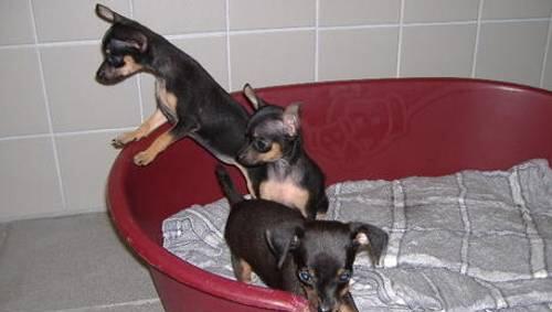 Dieses von der Polizei bereitgestellte Foto zeigt die Hunde-Babys, mit denen die Tierhändler illegale Geschäfte trieben. Dieses von der Polizei bereitgestellte Foto zeigt die Hunde-Babys, mit denen die Tierhändler illegale Geschäfte trieben.