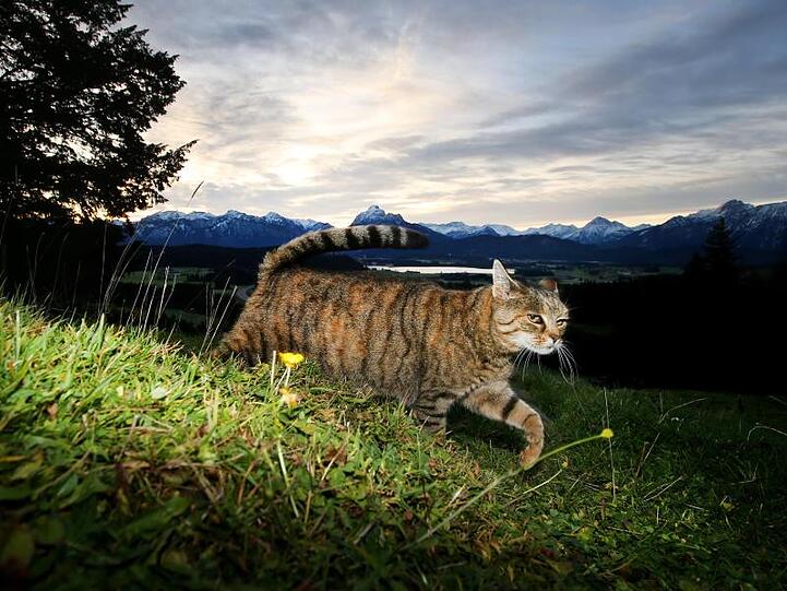 Zum Schutz von Vögeln: Nach Auffassung niederländischer Juristen sollen Katzen nicht mehr umherstreunen dürfen.