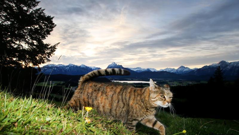 Zum Schutz von Vögeln: Nach Auffassung niederländischer Juristen sollen Katzen nicht mehr umherstreunen dürfen. Zum Schutz von Vögeln: Nach Auffassung niederländischer Juristen sollen Katzen nicht mehr umherstreunen dürfen.