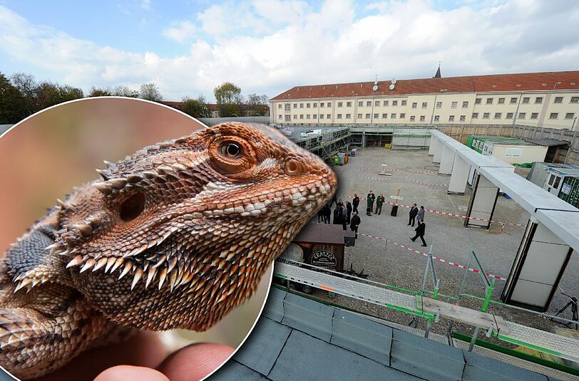 Eine Bartagame wie diese wird ab nächster Woche in Bayerns größtem Gefängnis leben.