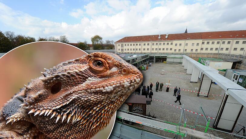 Eine Bartagame wie diese wird ab nächster Woche in Bayerns größtem Gefängnis leben. Eine Bartagame wie diese wird ab nächster Woche in Bayerns größtem Gefängnis leben.