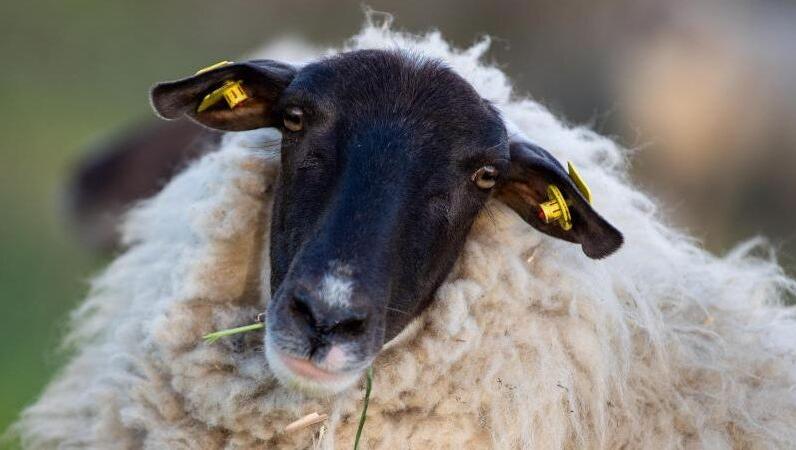 Ein Schaf steht auf einer Weide am Grenzfluss Oder. Foto: Monika Skolimowska/Archivbild Ein Schaf steht auf einer Weide am Grenzfluss Oder. Foto: Monika Skolimowska/Archivbild