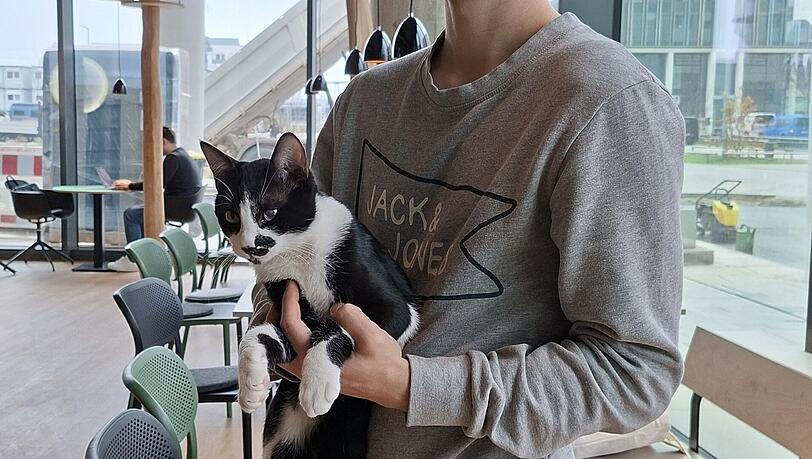 Lukas (25) mit Kater Bobby. Er ist der Leiter des neuen Katzentempels in Freiham. Schon zuvor arbeitete er als Mitarbeiter f&uuml;r einen der Katzentempel.