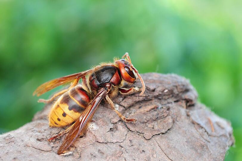 Obwohl sie noch größer ist als die Wespe und theoretisch auch stechen kann, geht von der berüchtigten Hornisse weniger Gefahr aus. Denn Hornissen ernähren ihren Nachwuchs mit anderen Insekten und sich selbst von Pflanzen. Auf unser Essen haben sie es also nicht abgesehen. Wird eine Hornisse nicht mit ruckartigen Bewegungen gereizt oder gar mit Erschütterungen an ihrem Nest, bleibt sie friedlich. Obwohl sie noch größer ist als die Wespe und theoretisch auch stechen kann, geht von der berüchtigten Hornisse weniger Gefahr aus. Denn Hornissen ernähren ihren Nachwuchs mit anderen Insekten und sich selbst von Pflanzen. Auf unser Essen haben sie es also nicht abgesehen. Wird eine Hornisse nicht mit ruckartigen Bewegungen gereizt oder gar mit Erschütterungen an ihrem Nest, bleibt sie friedlich.