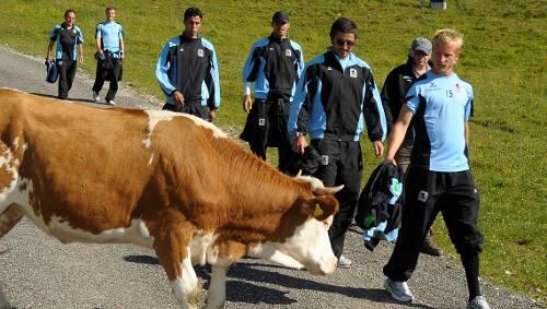 Kuh trifft Löwen: Stefan Aigner (r.) geht mutig voran. Kuh trifft Löwen: Stefan Aigner (r.) geht mutig voran.