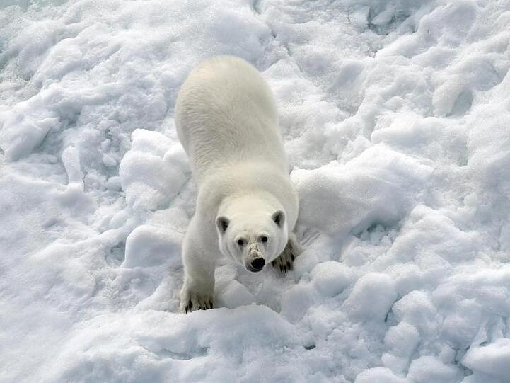 Ein Eisbär im Nordpolarmeer auf einer Eisscholle.